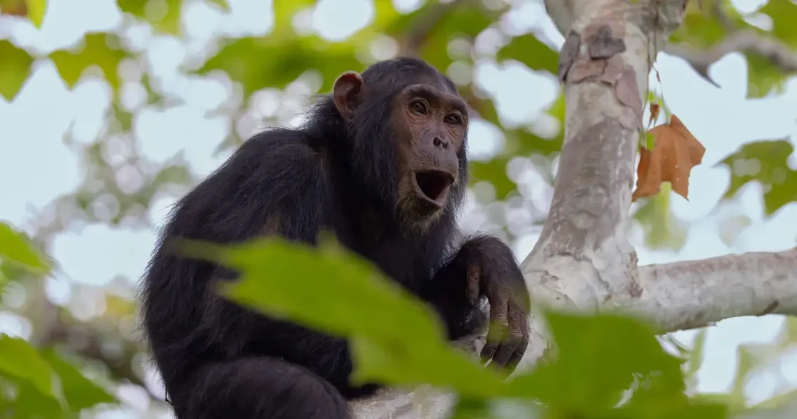 The Jane Goodall Institute has handwritten notes on 5 generations of chimps. AI is helping to preserve them.