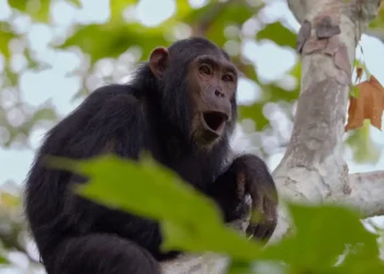 The Jane Goodall Institute has handwritten notes on 5 generations of chimps. AI is helping to preserve them.