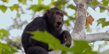 The Jane Goodall Institute has handwritten notes on 5 generations of chimps. AI is helping to preserve them.