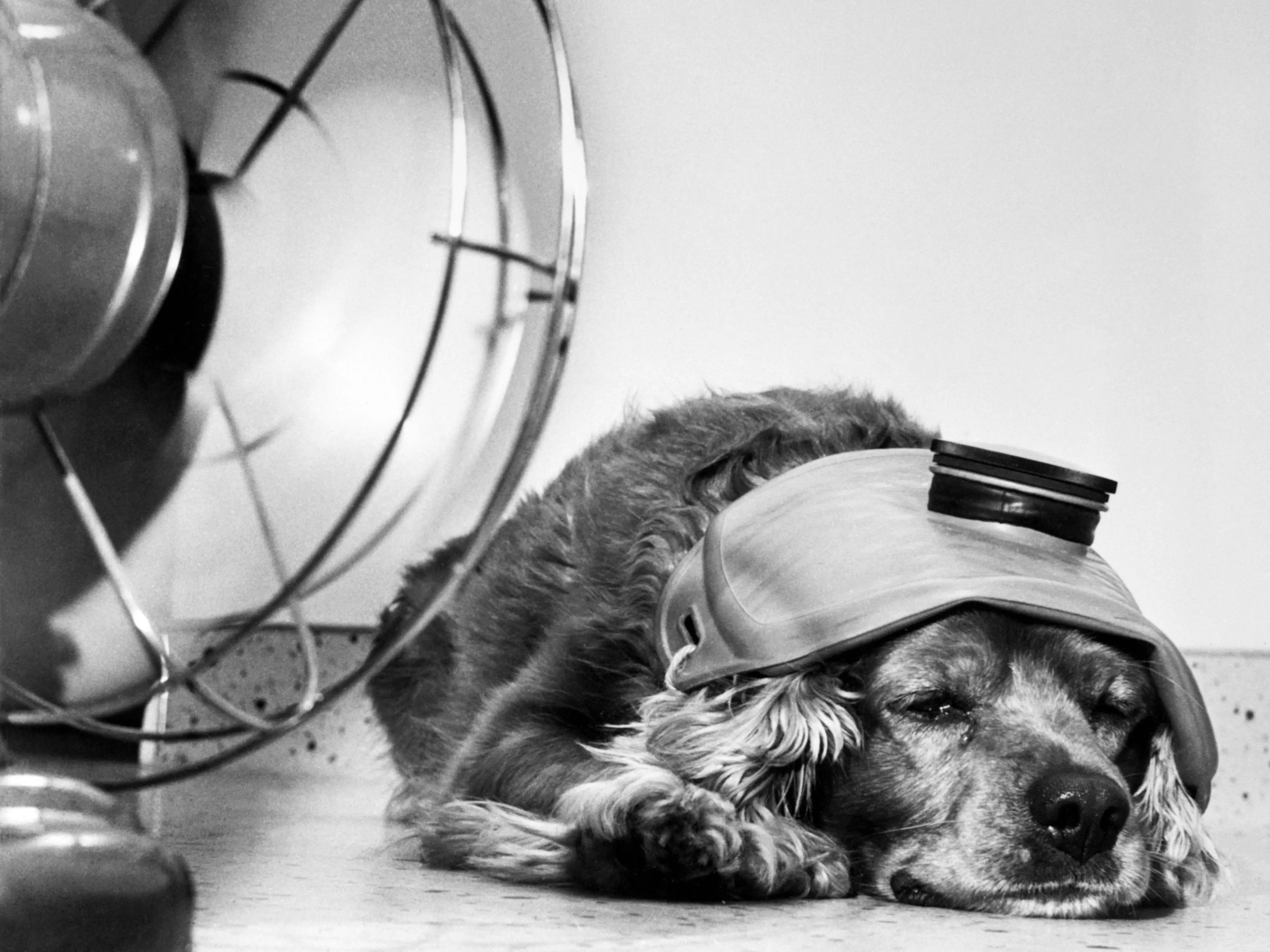 A dog keeps cool in front of a fan.