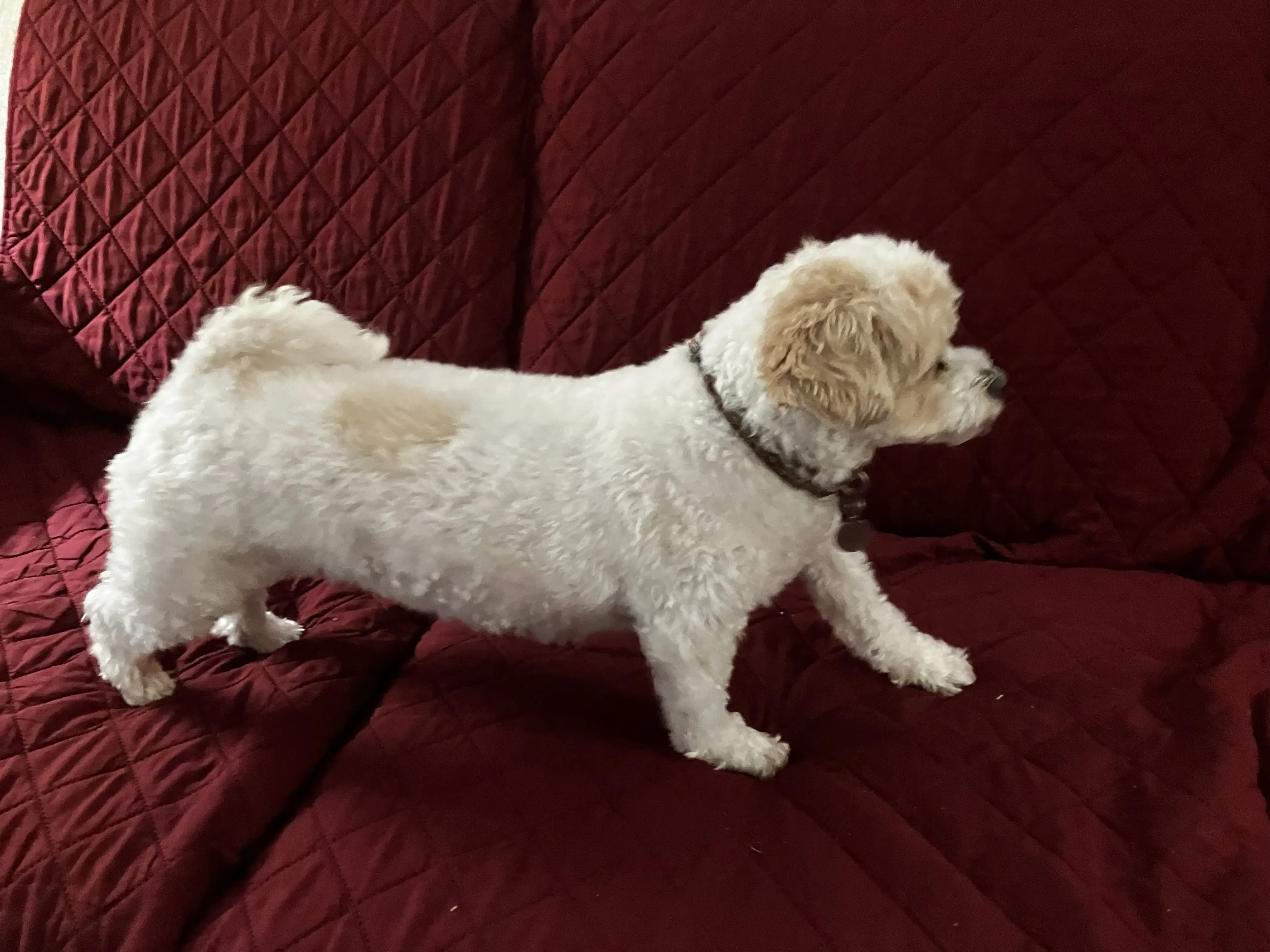 Dog on couch