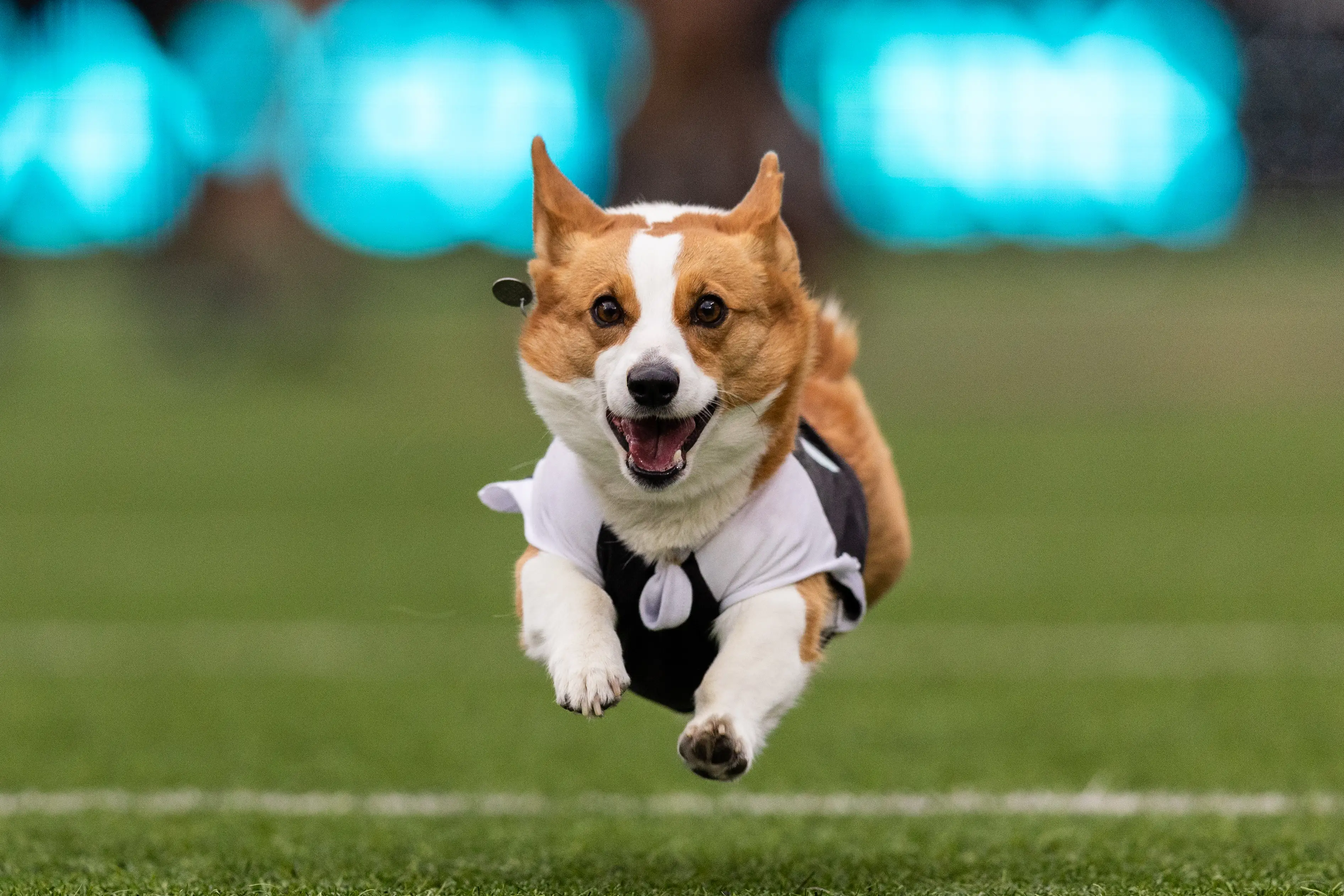 A corgi is pictured.
