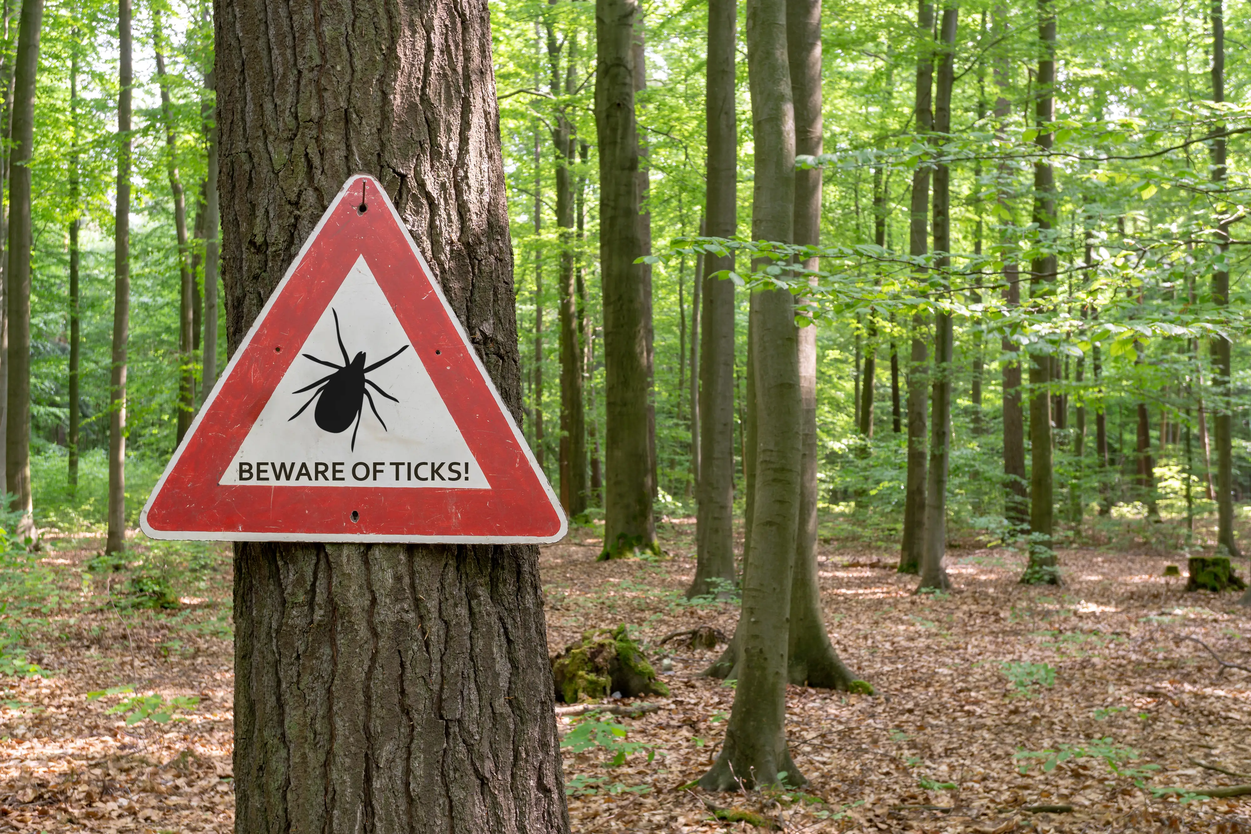 A beware of ticks sign is posted on a tree in the woods.