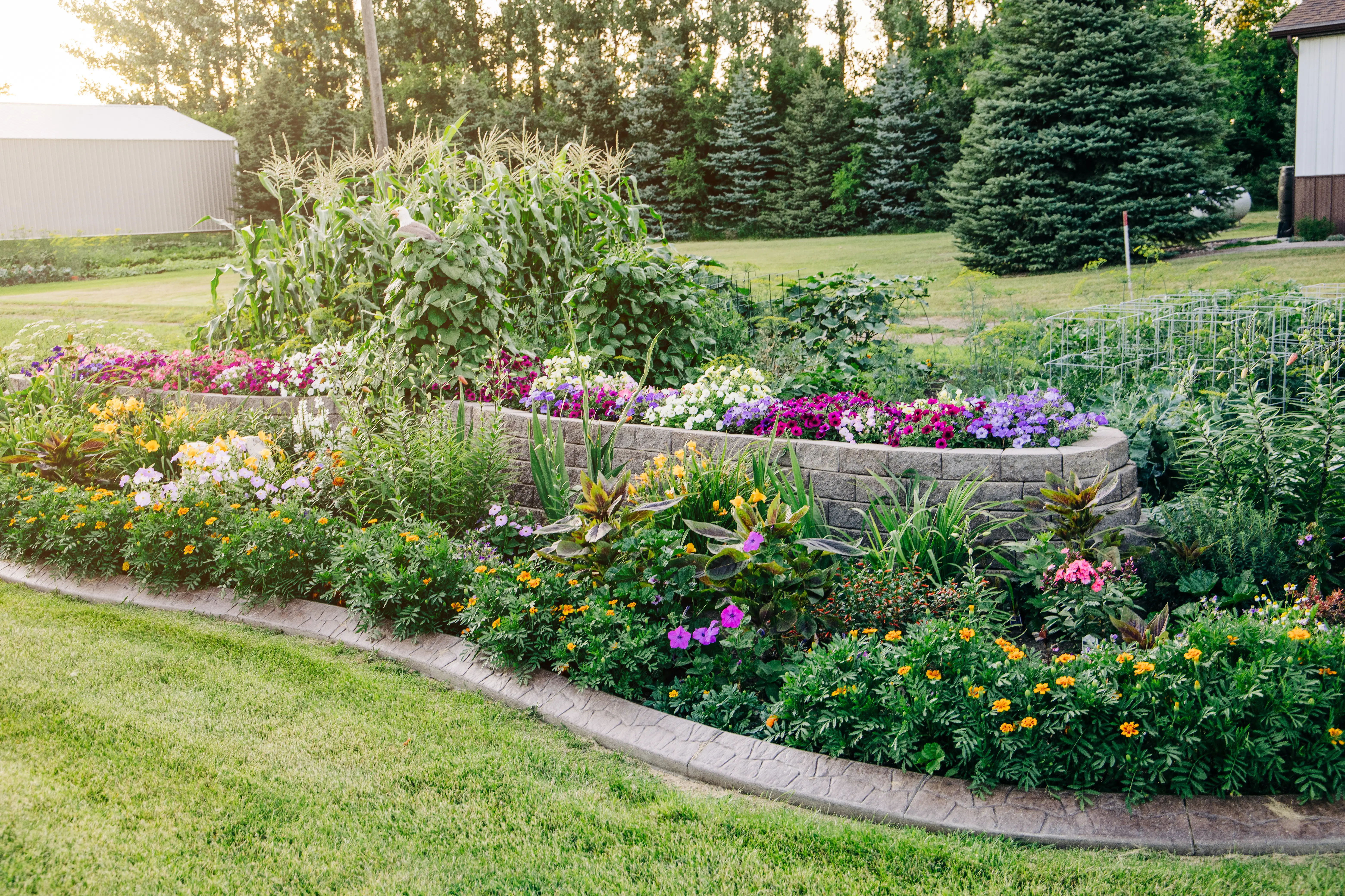 colorful plants at different heights in yard