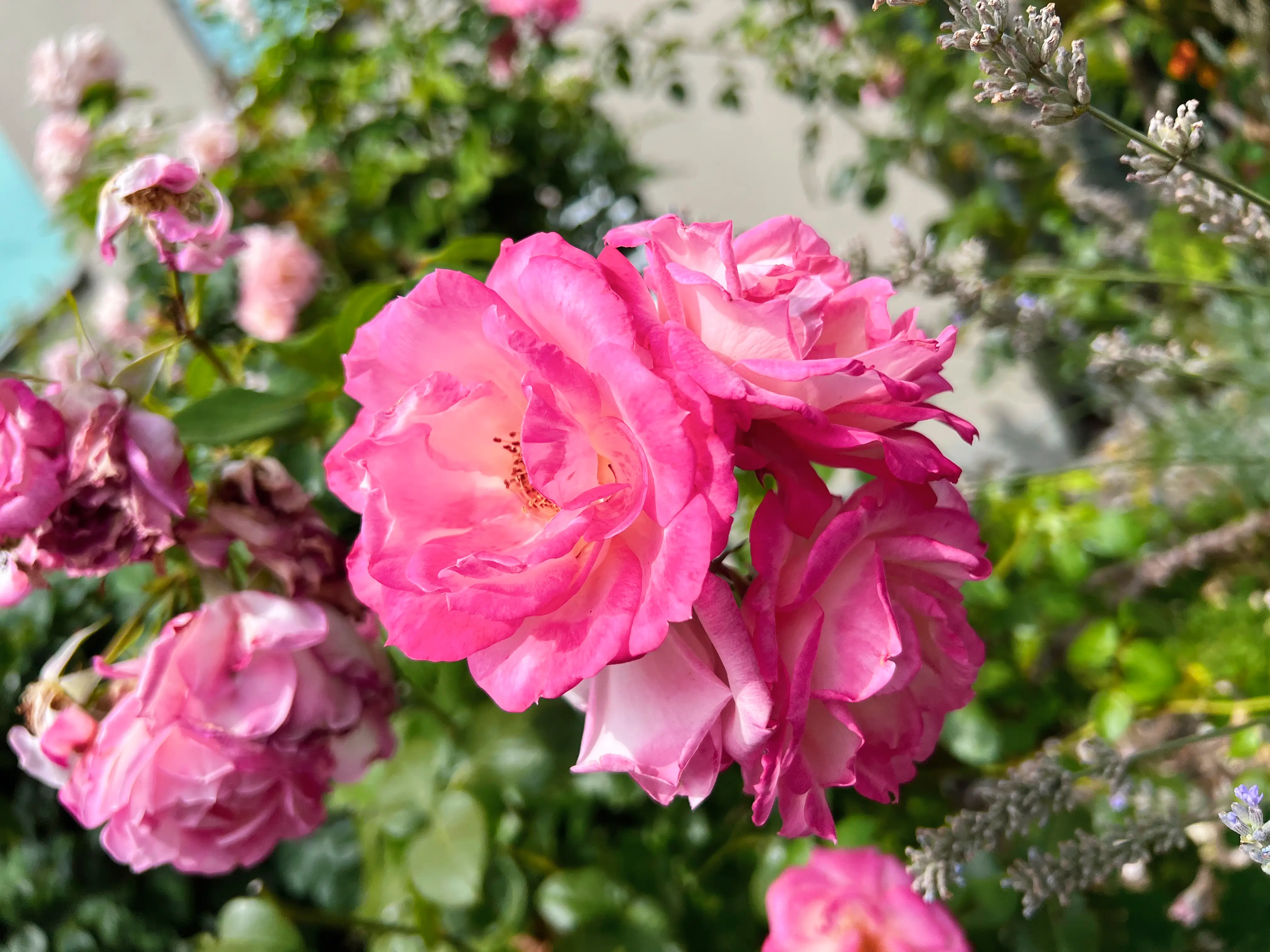 Pink roses on a bush.