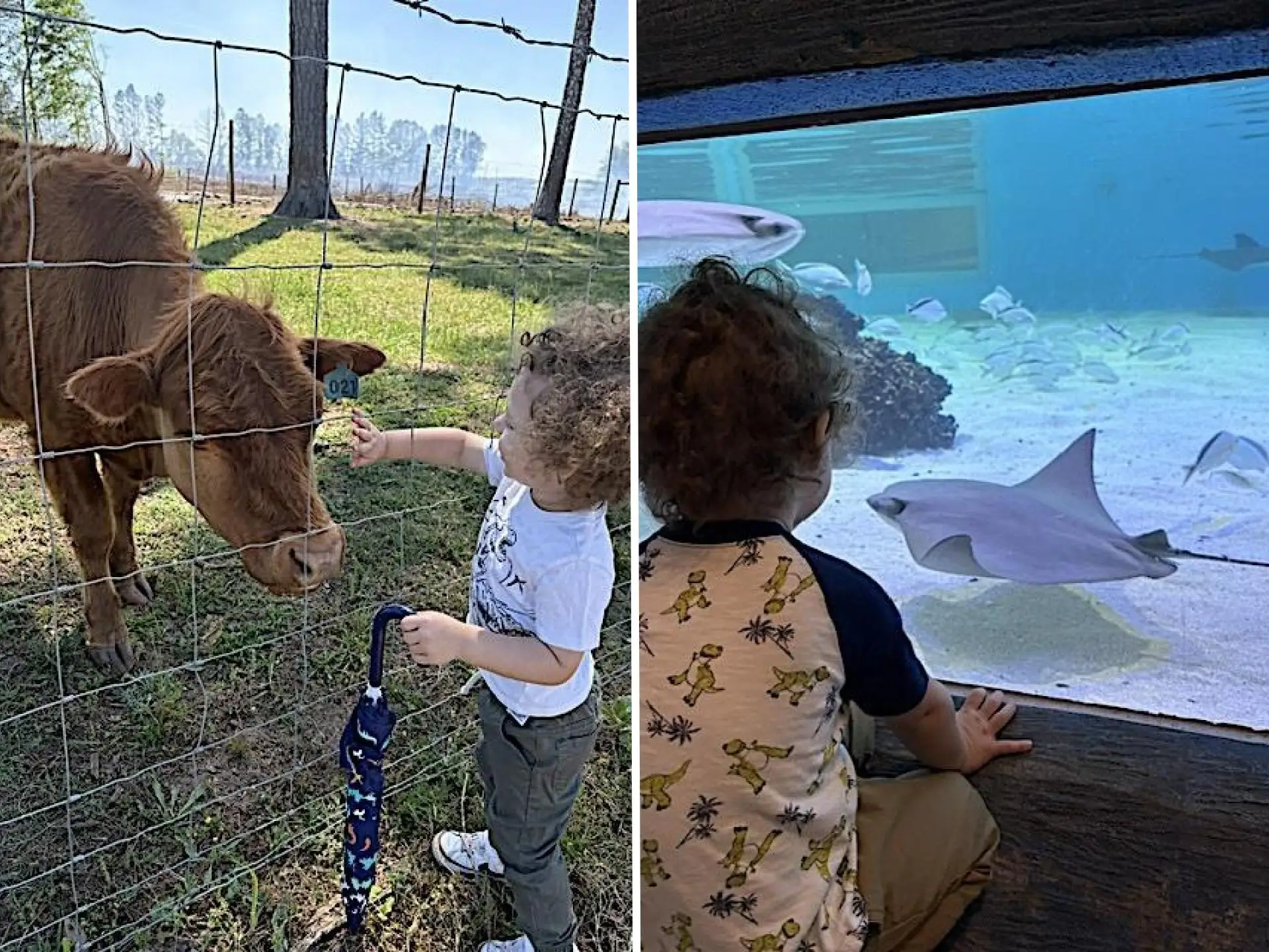 Composite image, on the left the author's son is petting a cow, and on the right the author's son is looking at a stingray