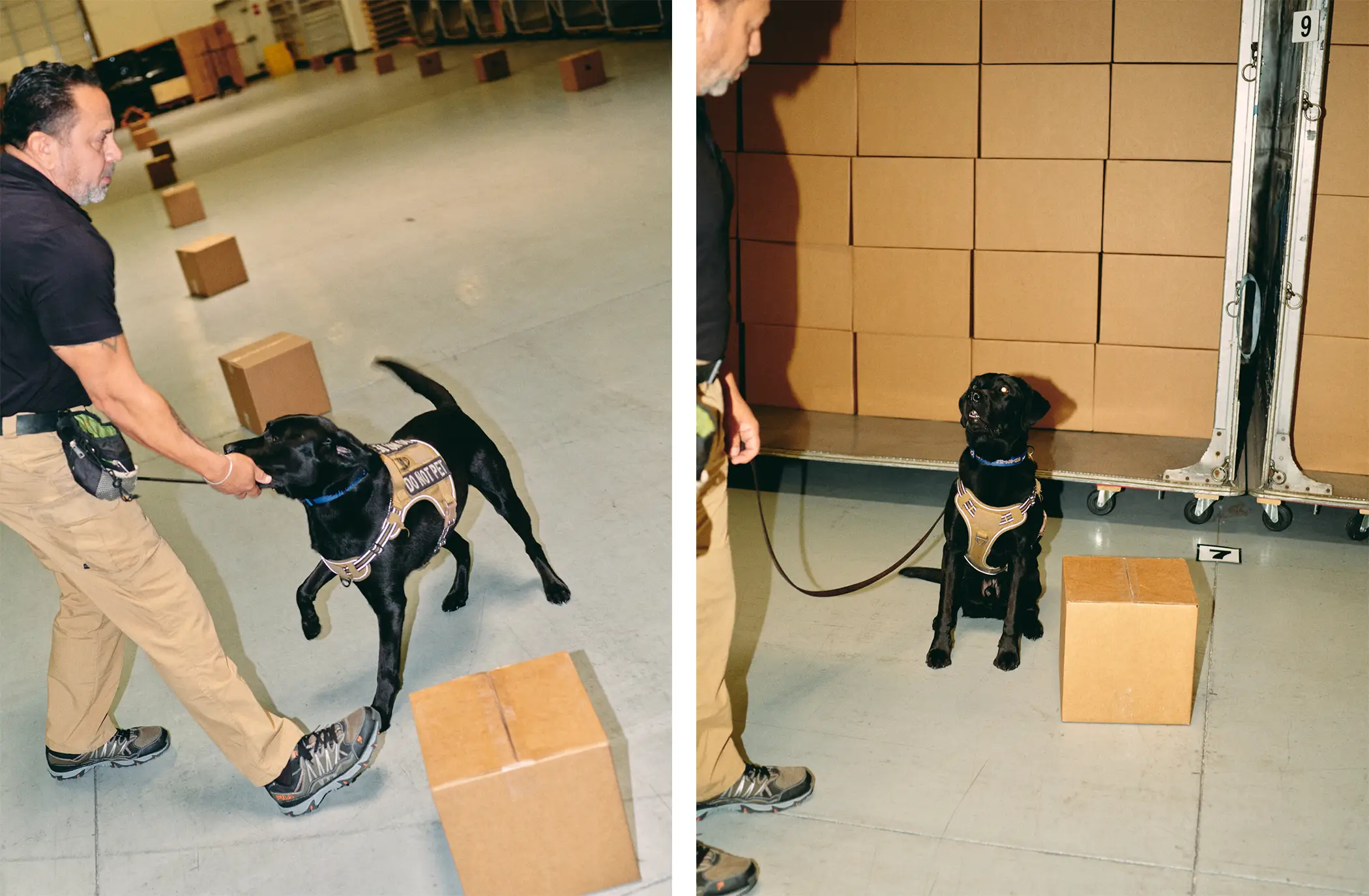 K-9 Security