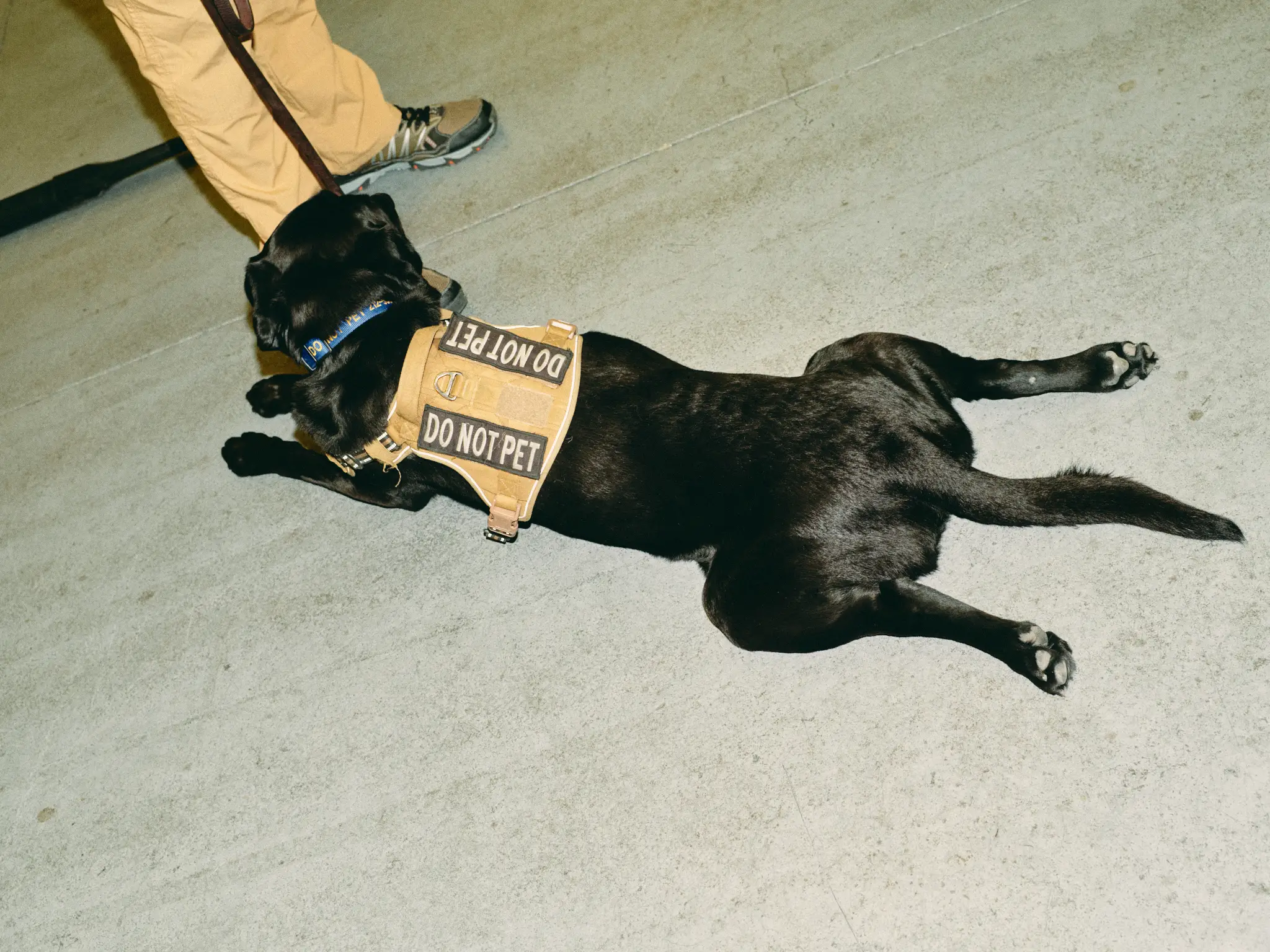 K-9 security