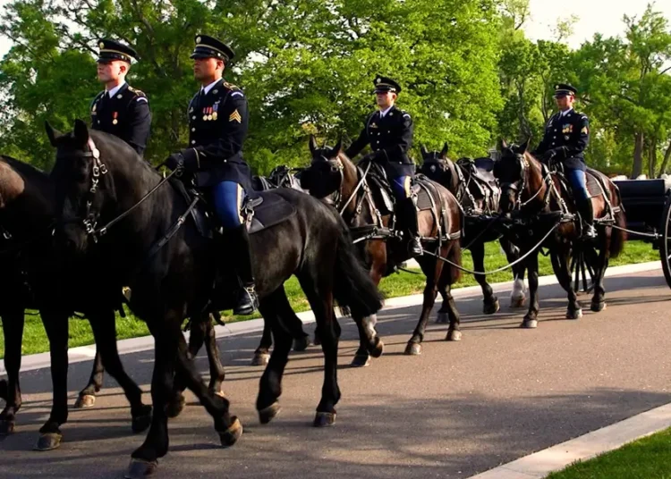 Inside the Army’s $30 million effort to revamp its funeral horse program after a series of horse deaths