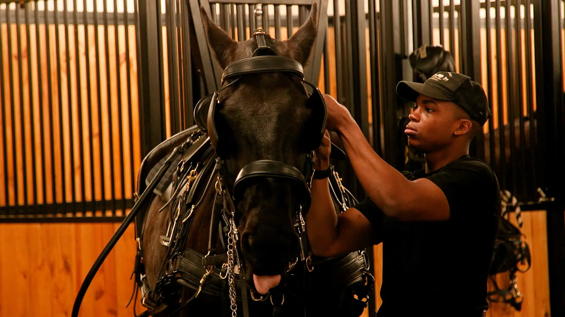 A man puts a saddle and gear onto a horse to prepare for an Arlington funeral.