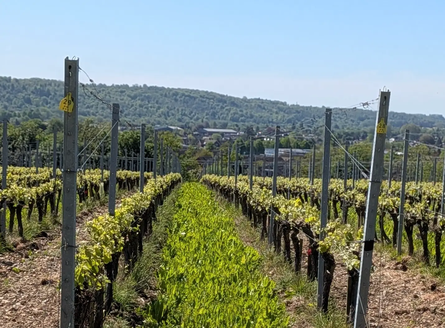 Rows of vines at a vineyard in the Thames and Chilterns region of England.