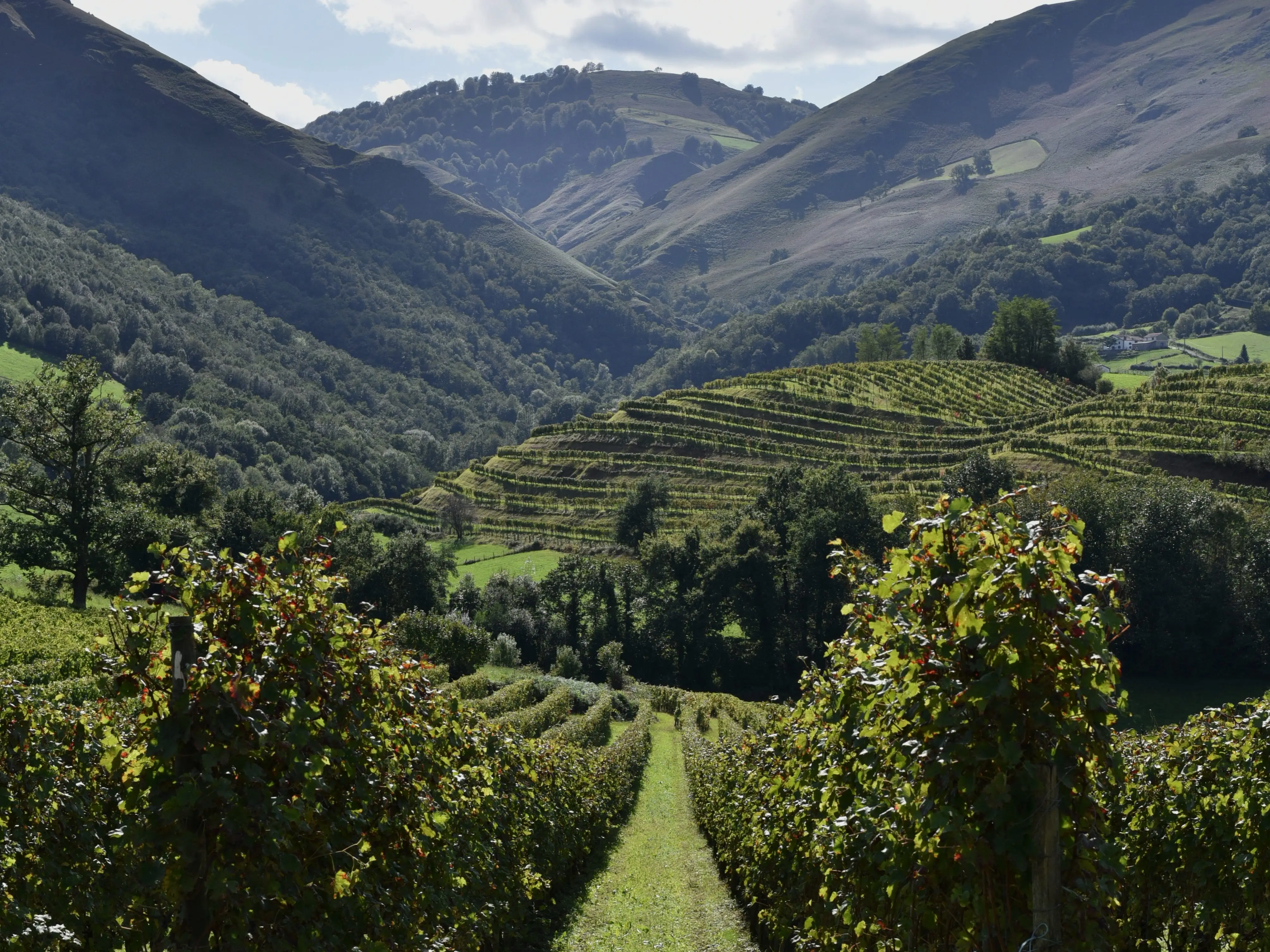 Rows at a vineyard with mountains in the background in Irouléguy.
