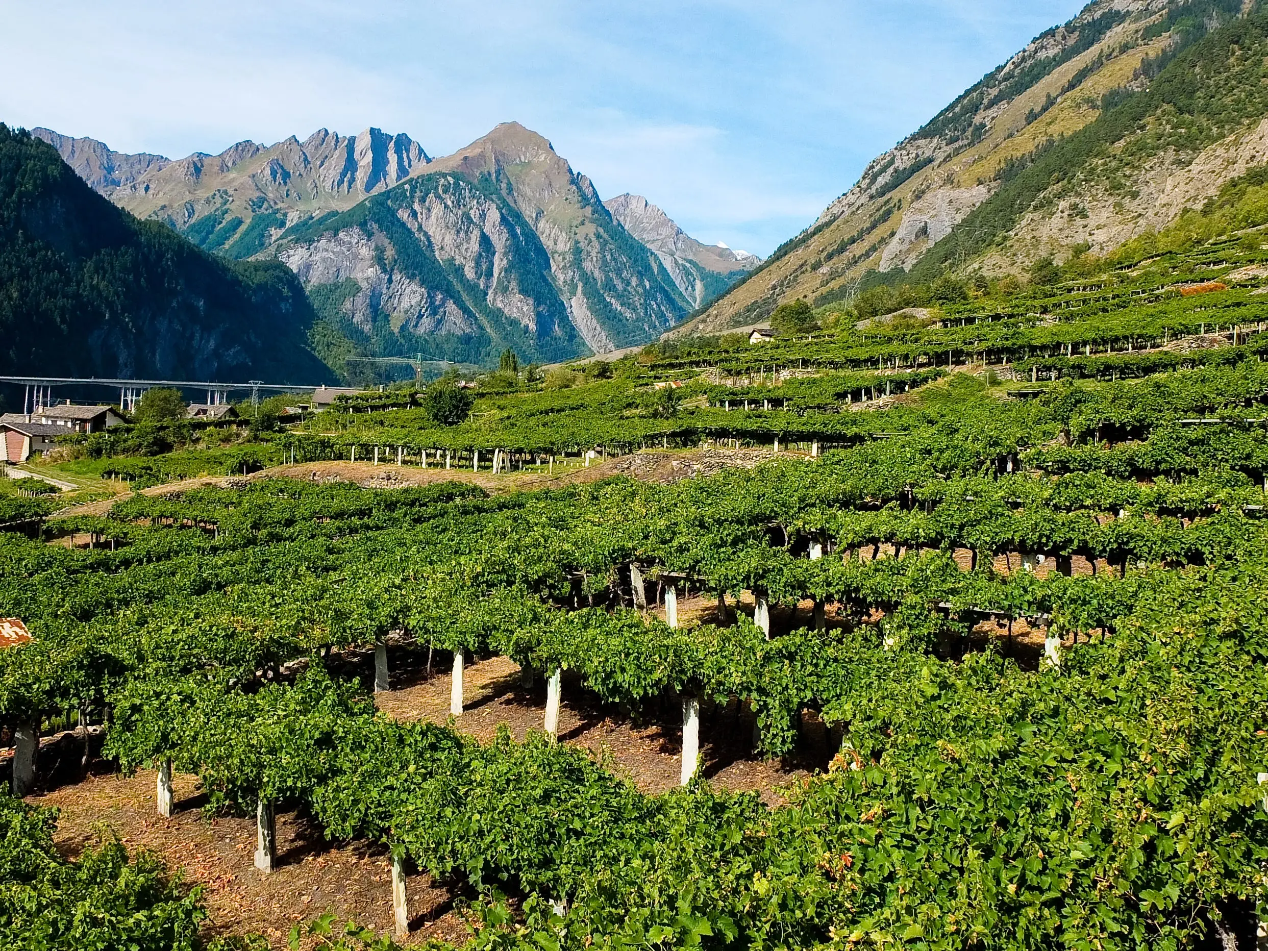 Rows of wine vines in Valle d'Aosta, with mountains in the background.