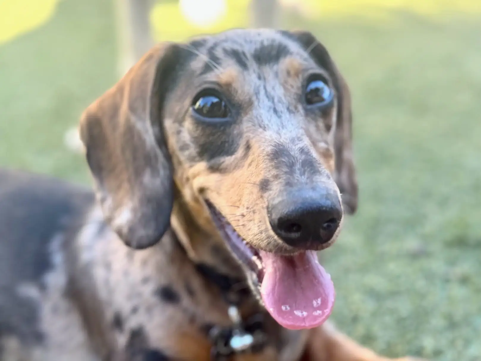 Oliver the puppy