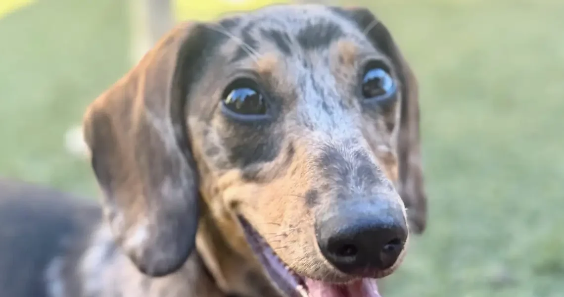 New AI-powered puppy KPIs: Key Potty Indicators