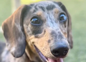 New AI-powered puppy KPIs: Key Potty Indicators