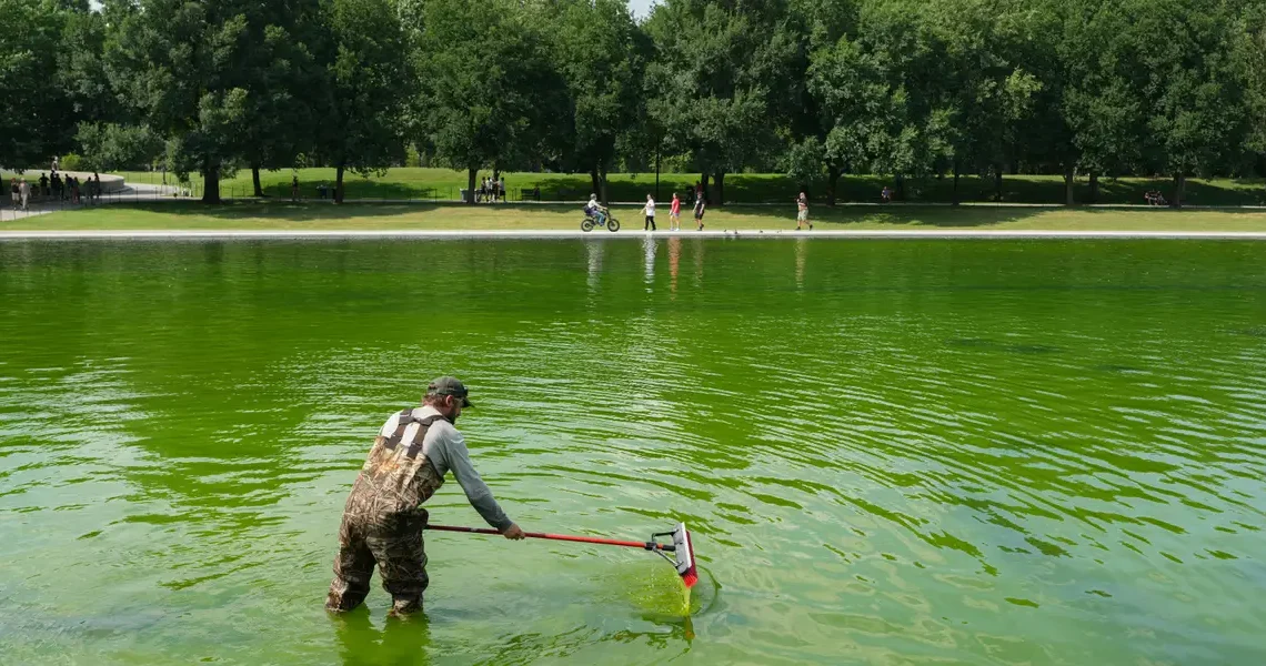 Algae has turned the Lincoln Memorial Reflecting Pool green again, days after its $14.8 million makeover. Take a look.
