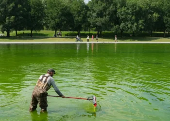 Algae has turned the Lincoln Memorial Reflecting Pool green again, days after its $14.8 million makeover. Take a look.