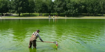 Algae has turned the Lincoln Memorial Reflecting Pool green again, days after its $14.8 million makeover. Take a look.