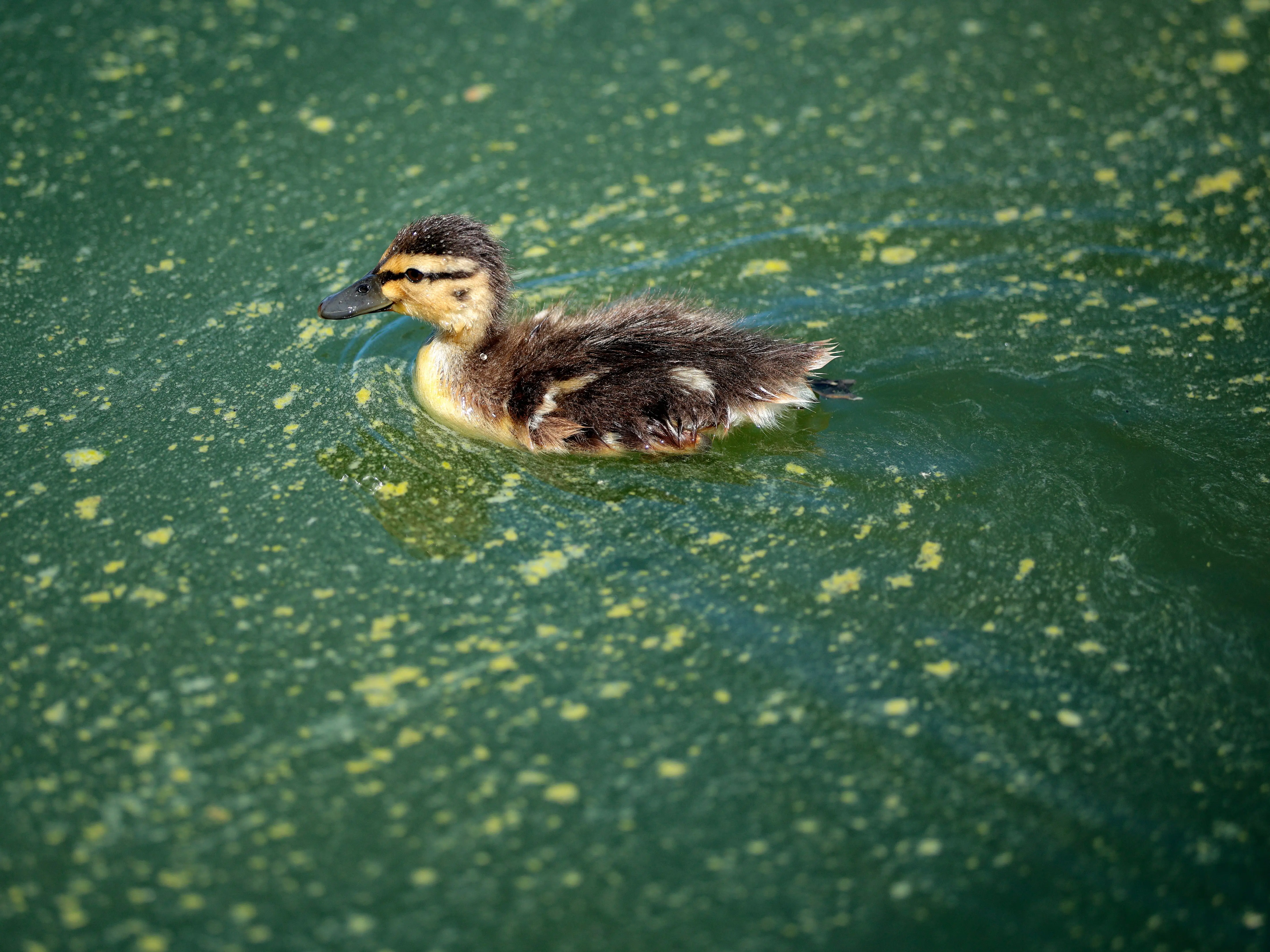 WASHINGTON, DC - JUNE 16: A duckling swims through algae in the newly repainted Lincoln Memorial Reflecting Pool on the National Mall on June 16, 2026 in Washington, DC. The Trump Administration spent $16 million on a no-bid contract to have the bottom of the pool painted 