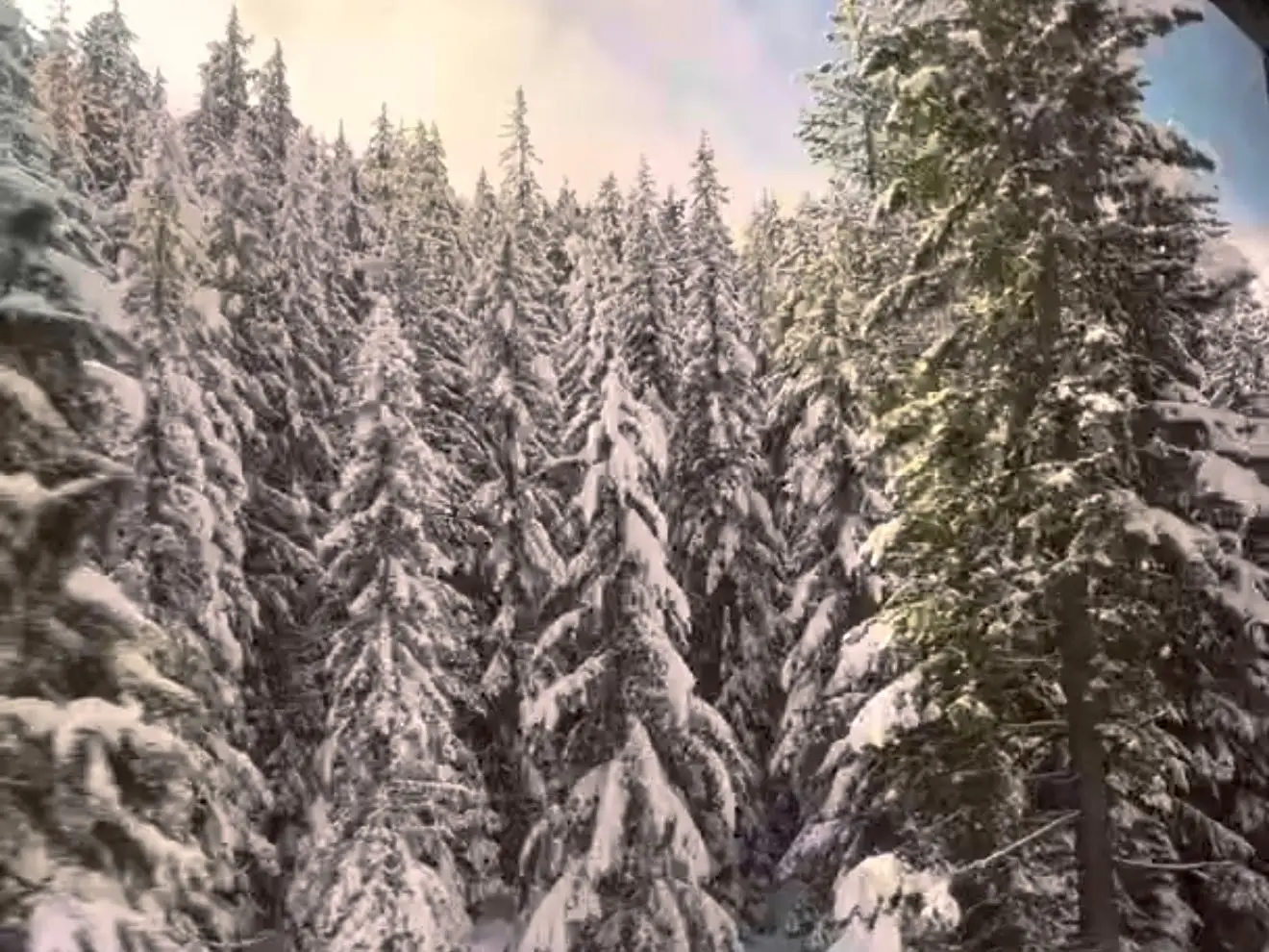 The view from an Amtrak train of snow-covered trees along the West Coast.