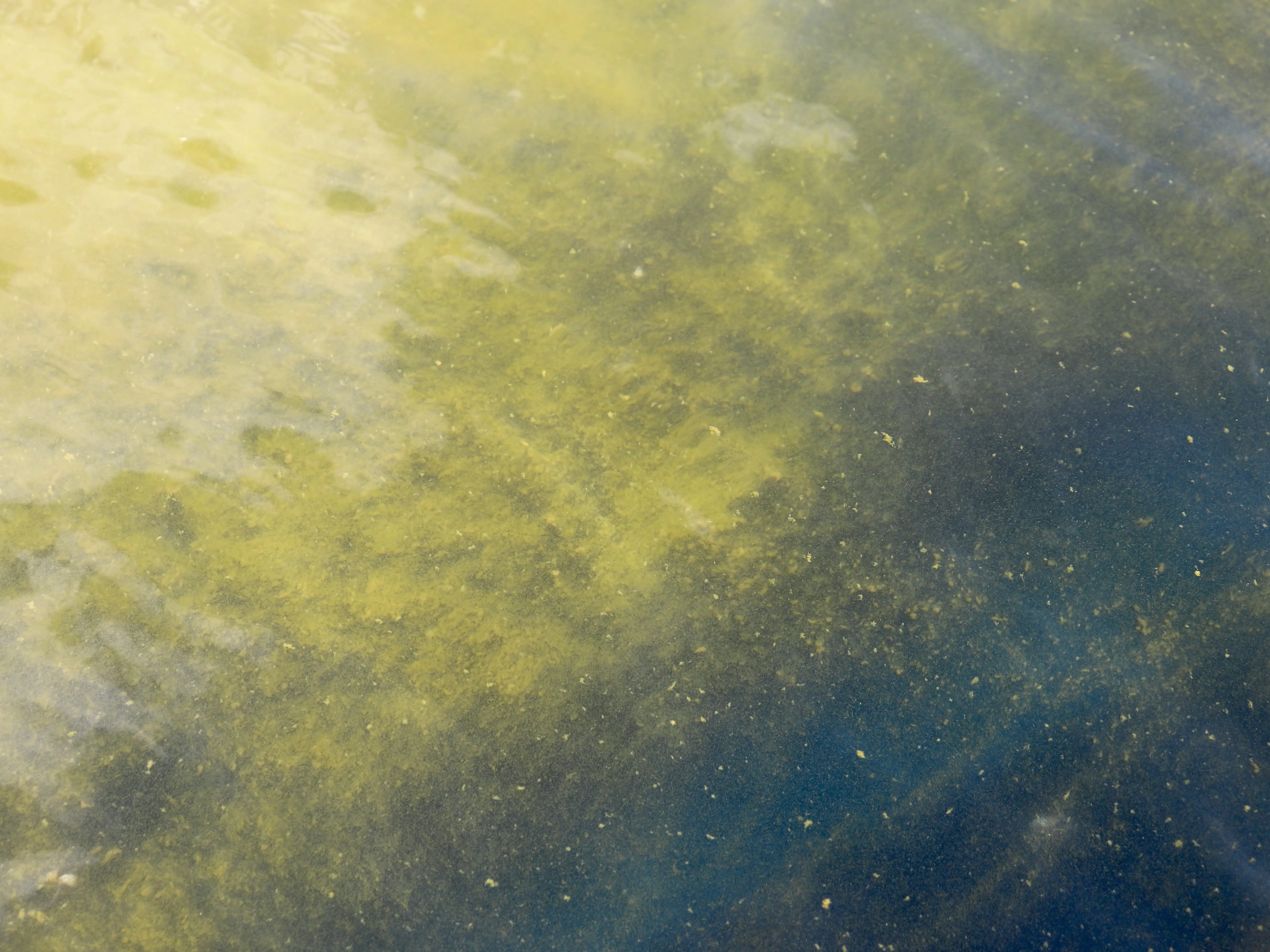 Water at the Reflecting pool in Washington, DC, on June 19, 2026
