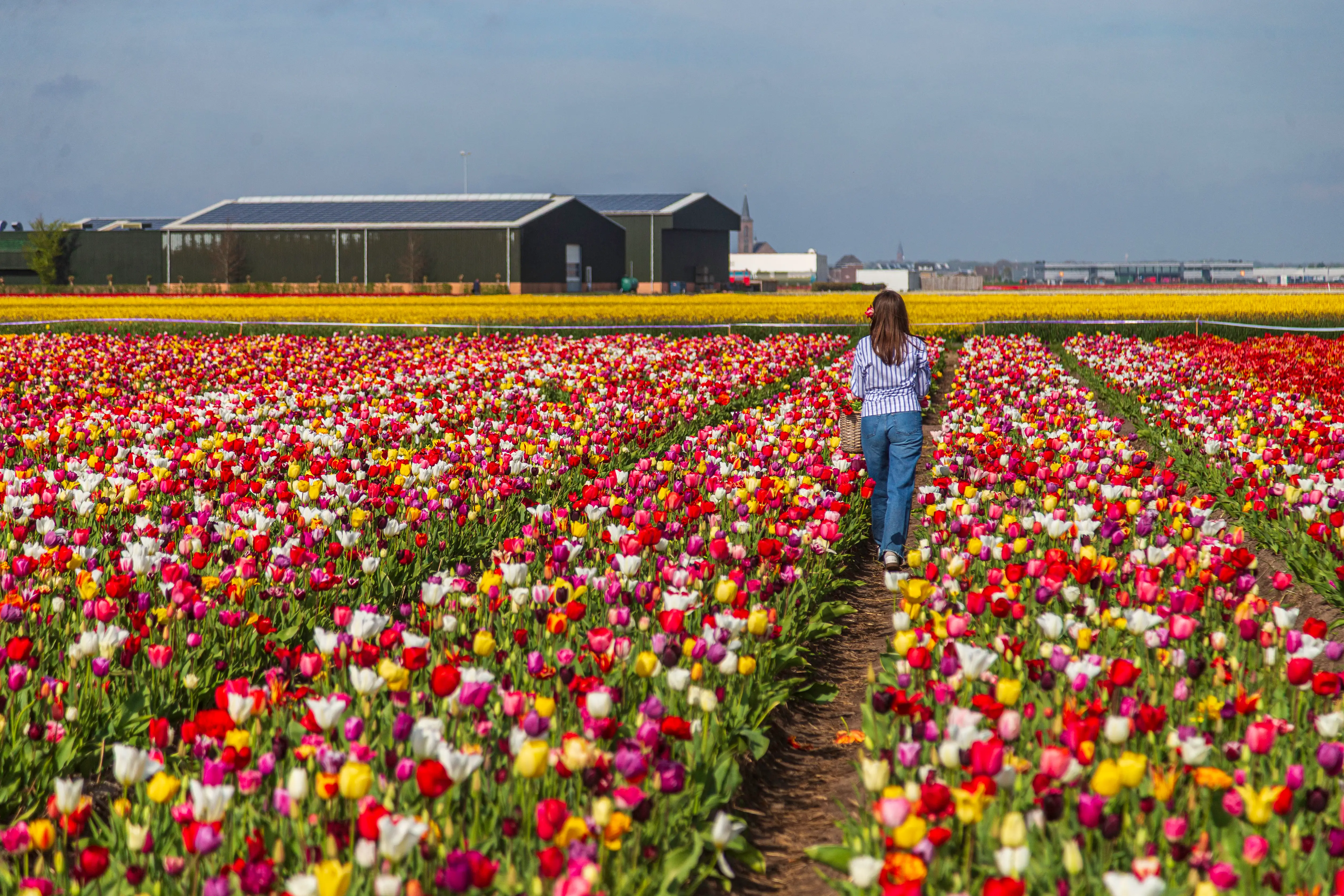 Woman walking in tulip fields in Netherlands