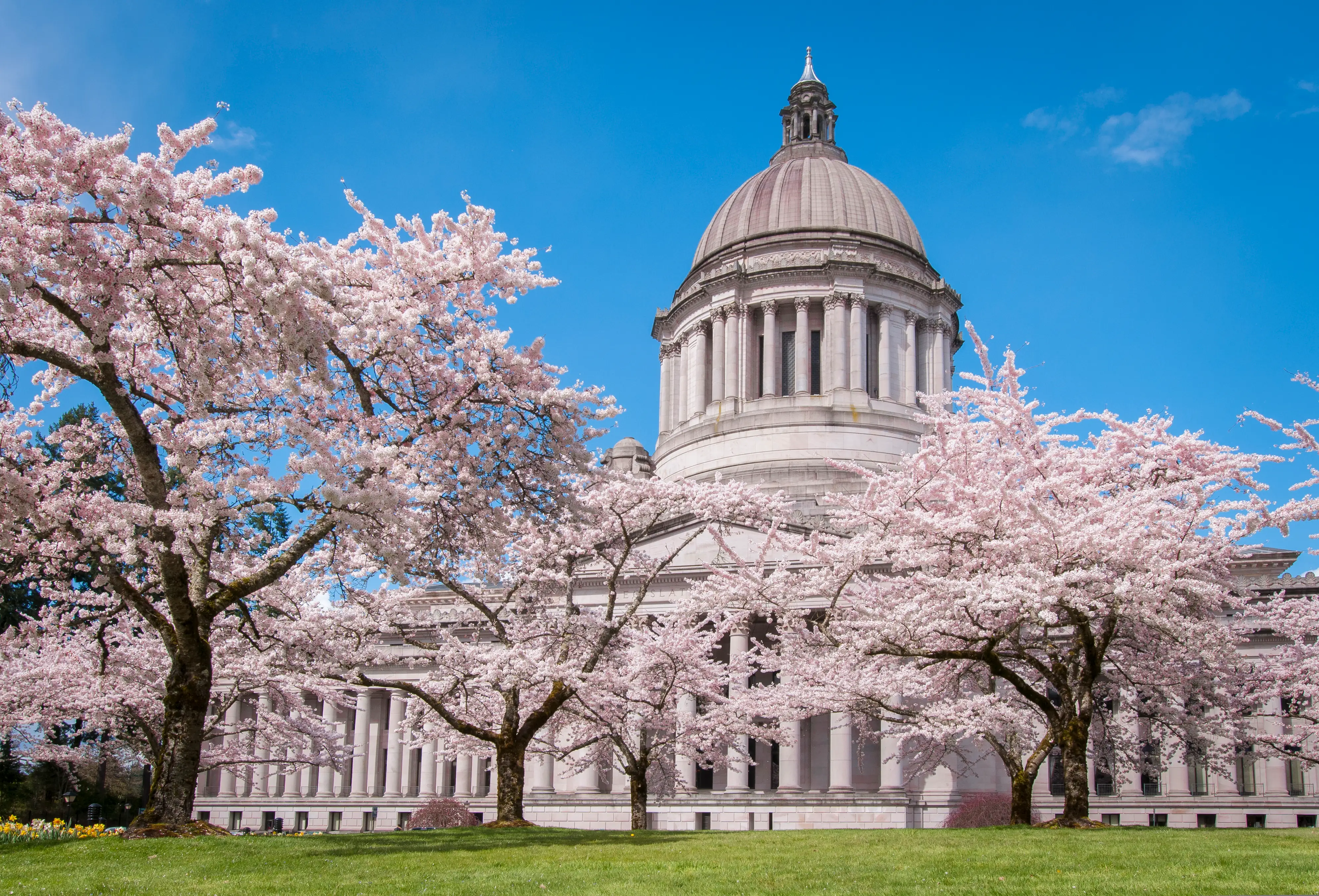 Washington State Capitol Legislative Building and blooming cherry trees in Olympia, Washington.