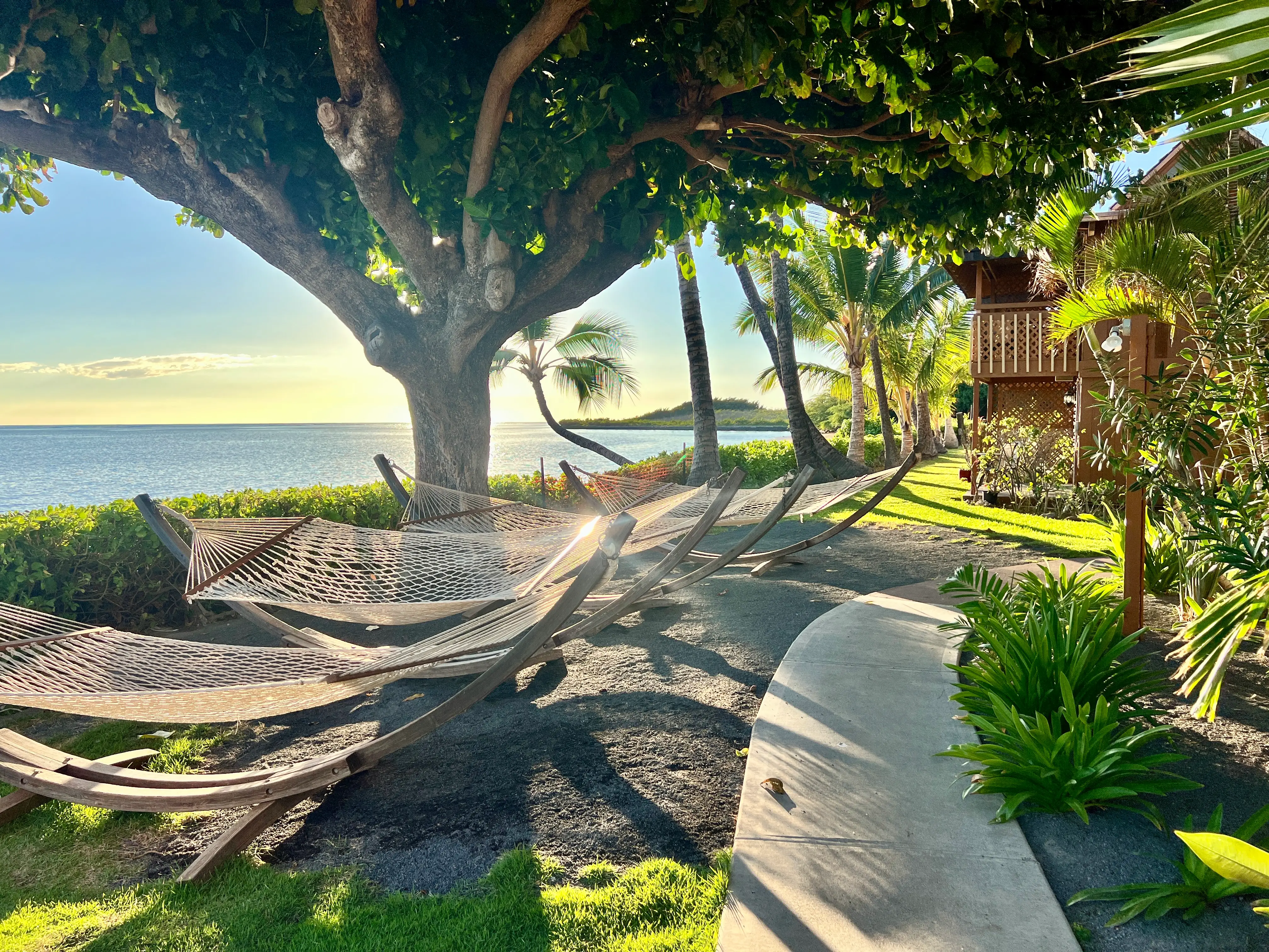 Row of hammocks under tree facing the ocean