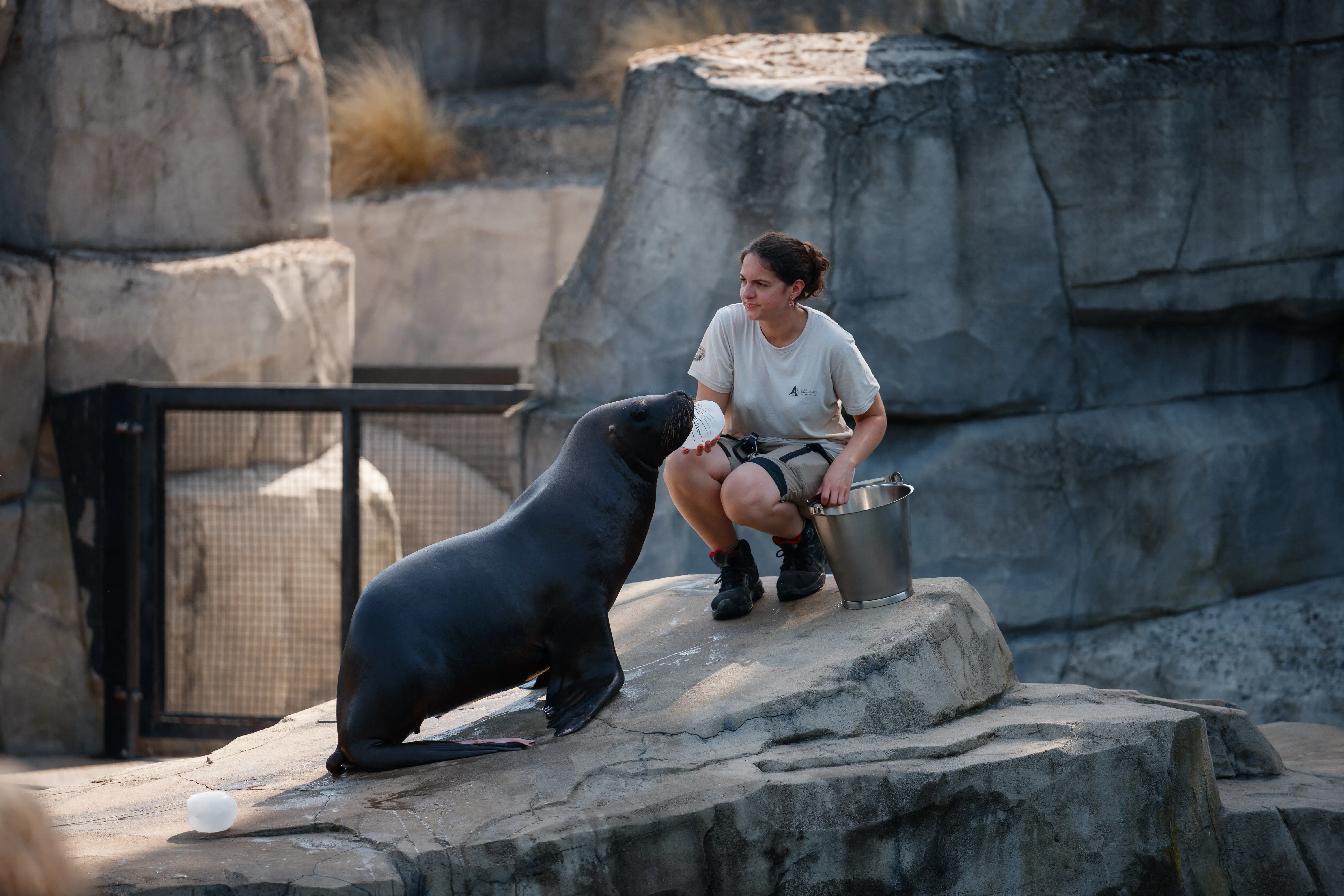A zookeeper gives ice to a sea lion.