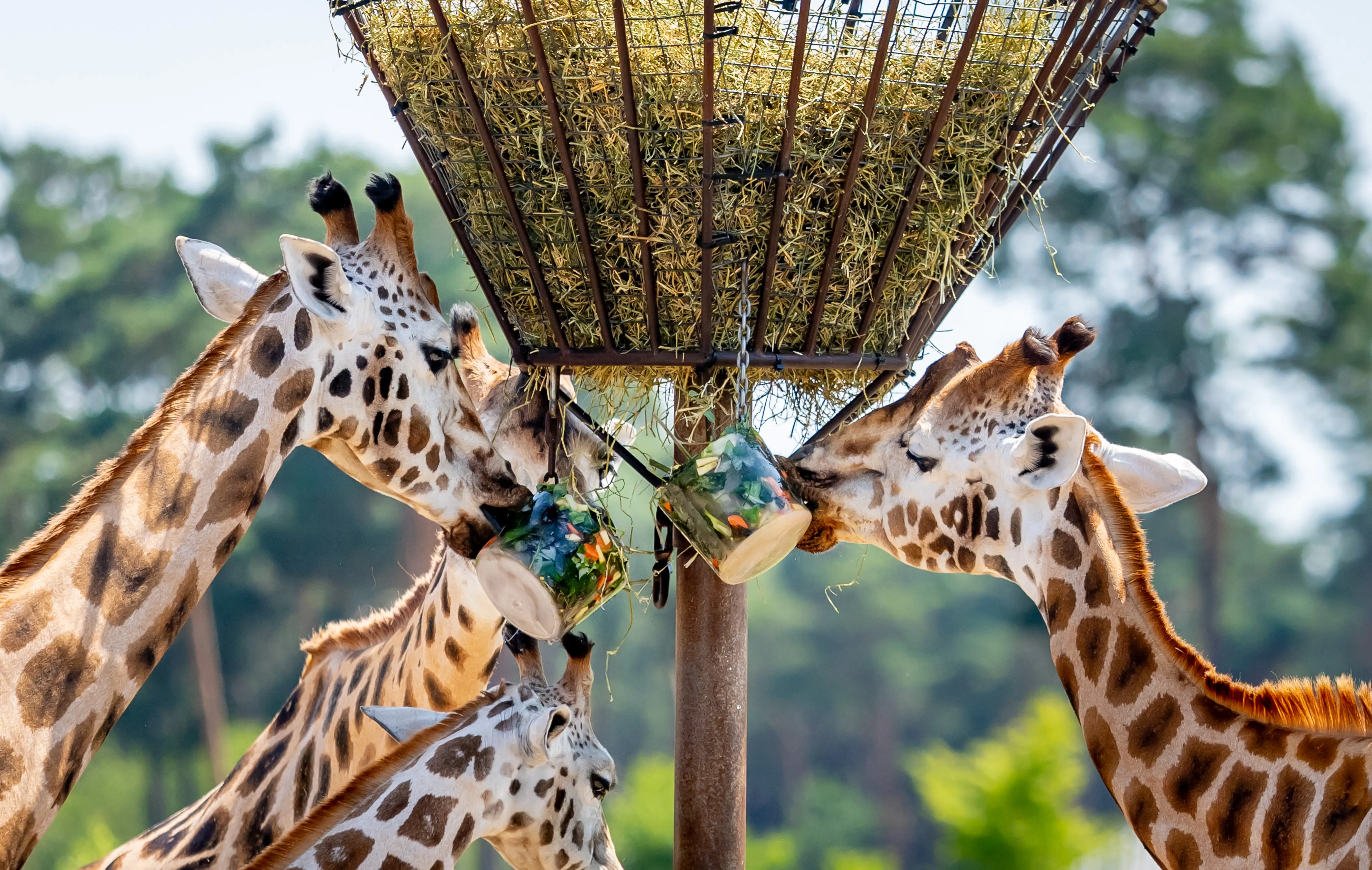 Giraffes eat ice cream.
