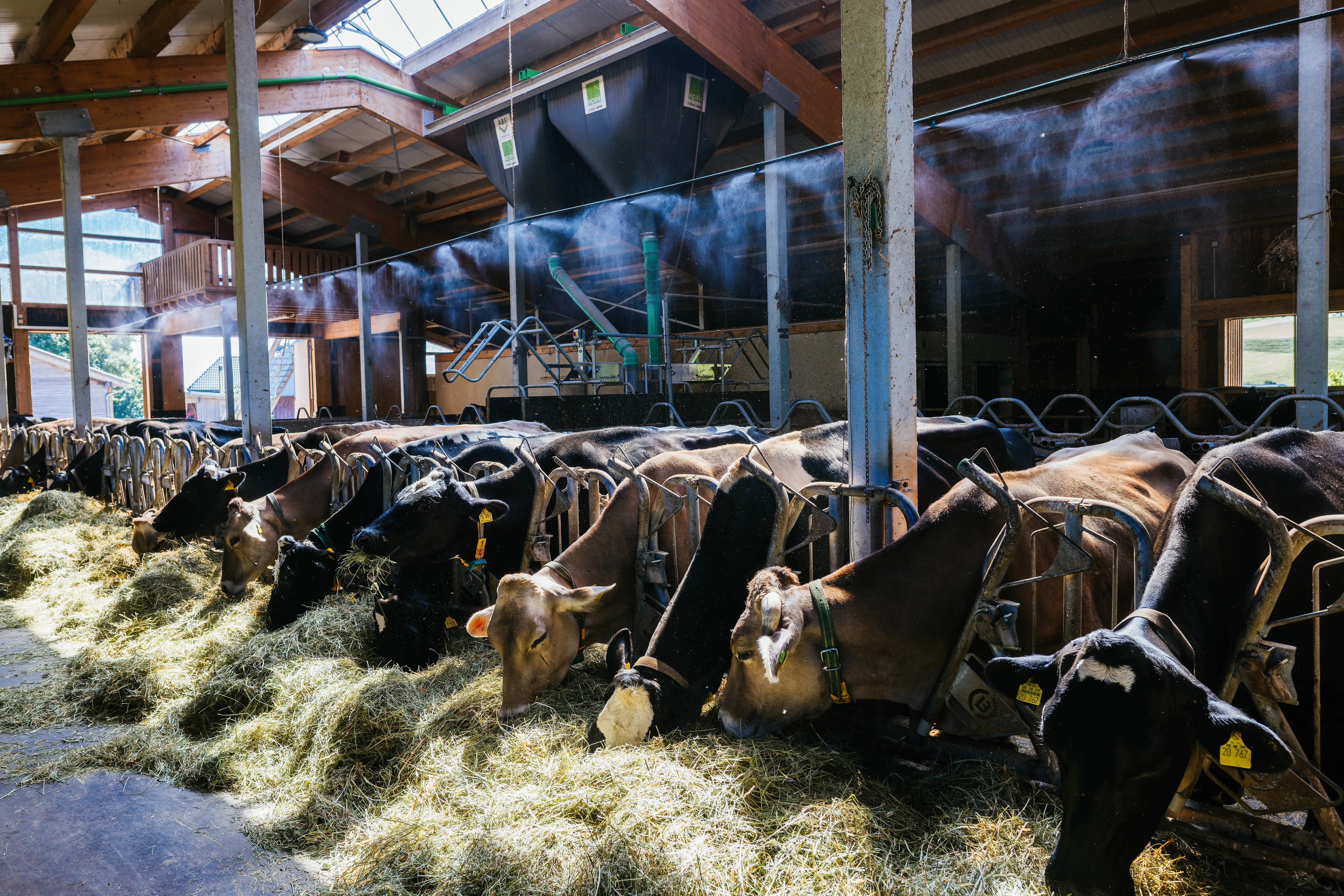 Cows in a barn under a misting system.
