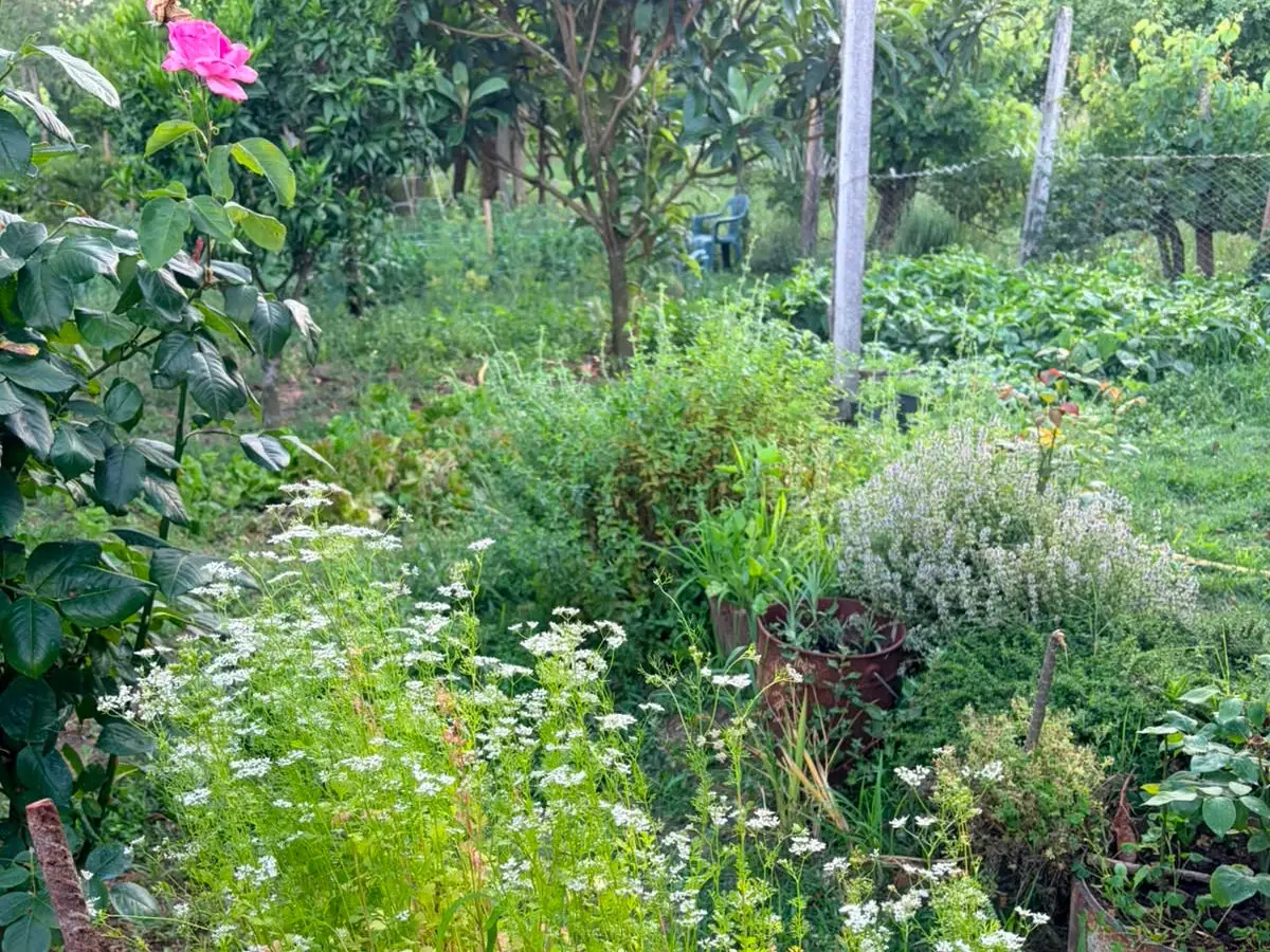 A garden view showing dill and cilantro.