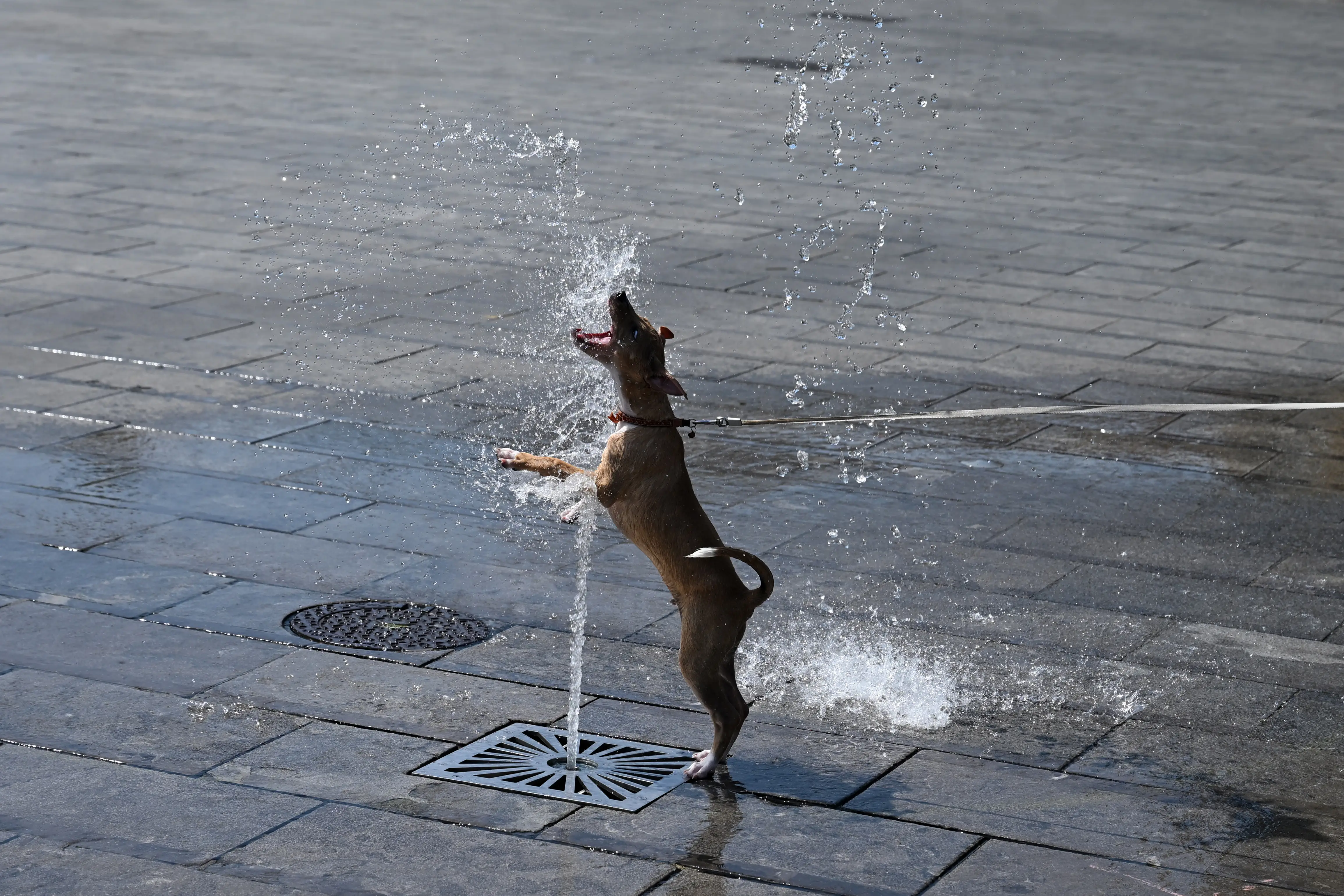 A dog plays with water in Brussels.