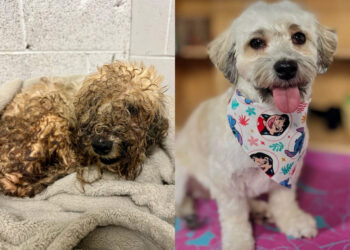 These 3 shelter dogs won a makeover contest for their dramatic transformations