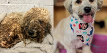 These 3 shelter dogs won a makeover contest for their dramatic transformations