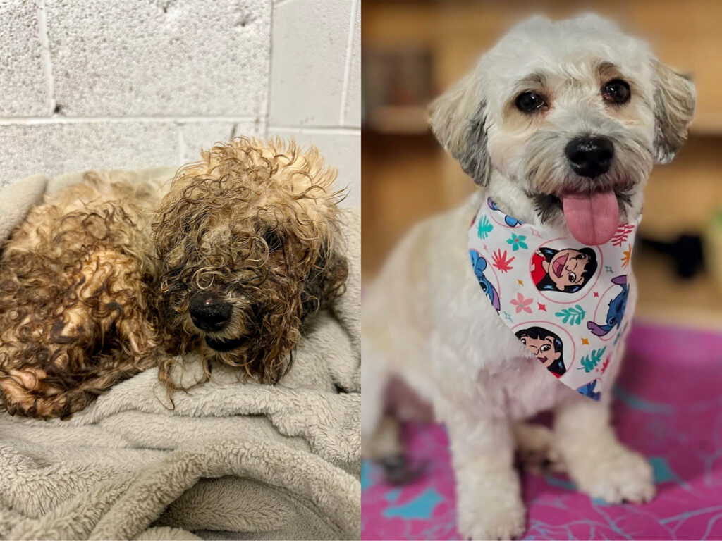 These 3 shelter dogs won a makeover contest for their dramatic transformations