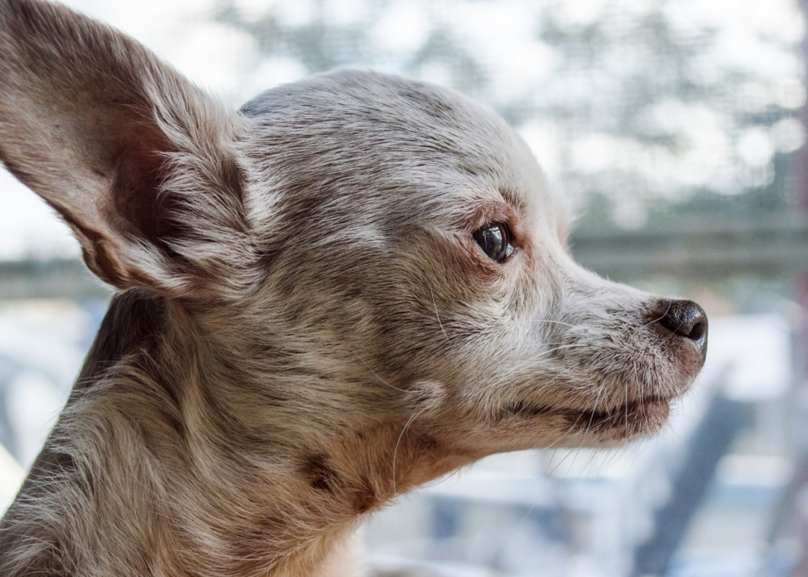 A Subtle Walking Change Could Be an Early Sign of Dog Dementia, Study Finds