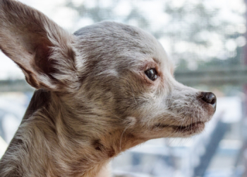 A Subtle Walking Change Could Be an Early Sign of Dog Dementia, Study Finds