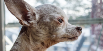 A Subtle Walking Change Could Be an Early Sign of Dog Dementia, Study Finds