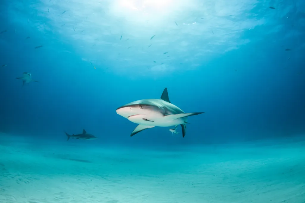 Caribbean reef shark swimming in the Bahamas with other sharks in the background.