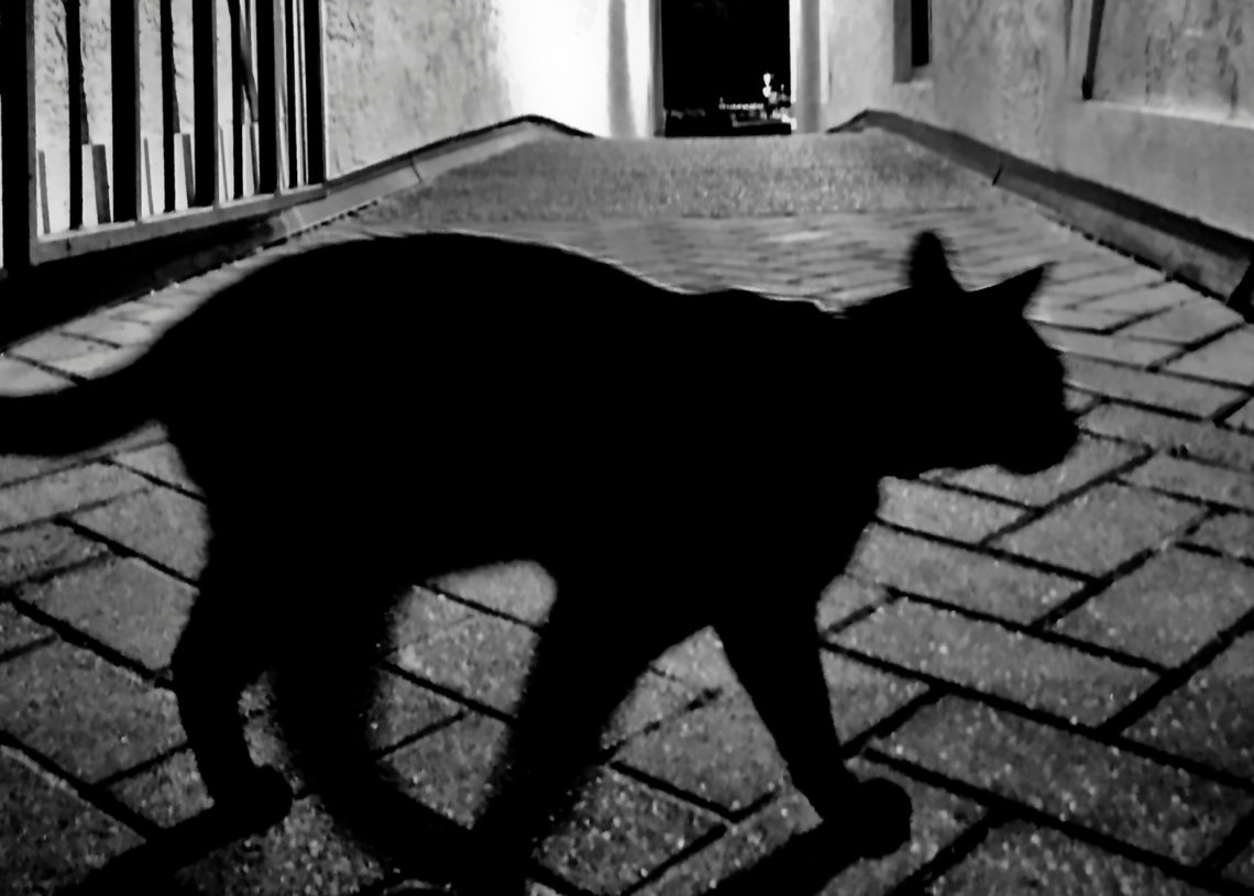 CDC Officials Say a Cat-Spread Fungus Reaching the U.S. Is ‘Just a Matter of Time’