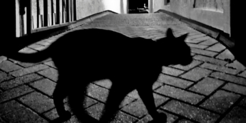 CDC Officials Say a Cat-Spread Fungus Reaching the U.S. Is ‘Just a Matter of Time’