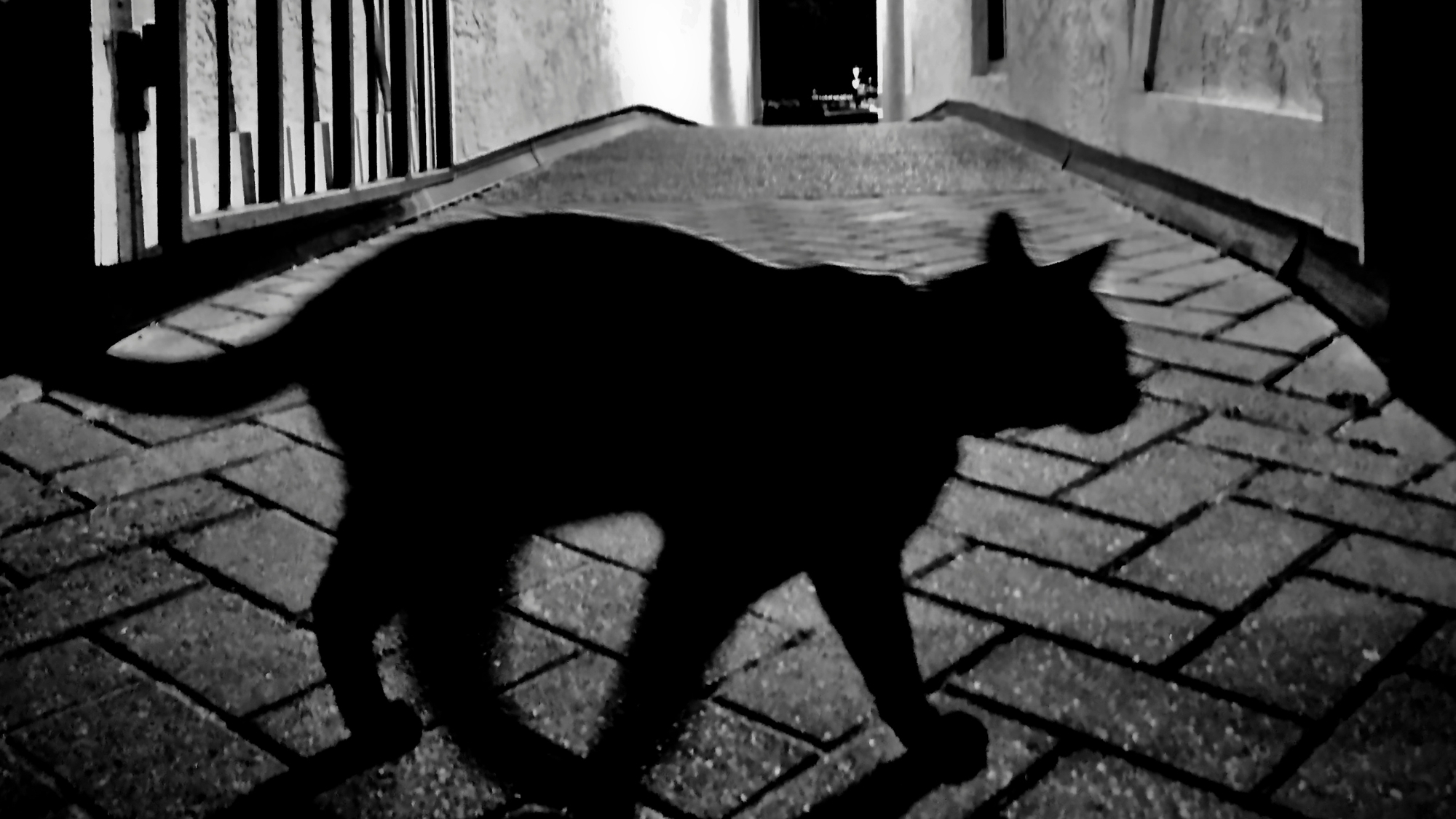 CDC Officials Say a Cat-Spread Fungus Reaching the U.S. Is ‘Just a Matter of Time’