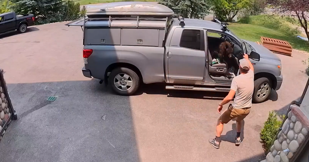 Bear Breaks Into Truck, Helping Itself to Handyman’s Lunch