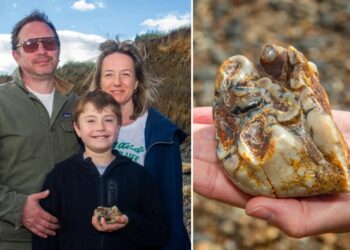 11-year-old UK boy finds 1.8M-year-old elephant tooth on beach in wild coincidence