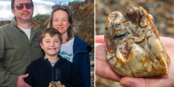 11-year-old UK boy finds 1.8M-year-old elephant tooth on beach in wild coincidence
