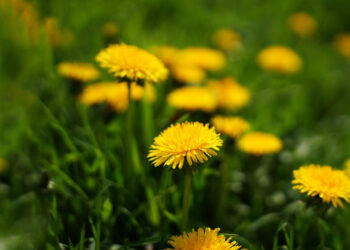 The surprising ways dandelions are good for us  — and our gardens