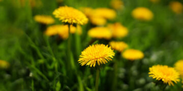 The surprising ways dandelions are good for us  — and our gardens