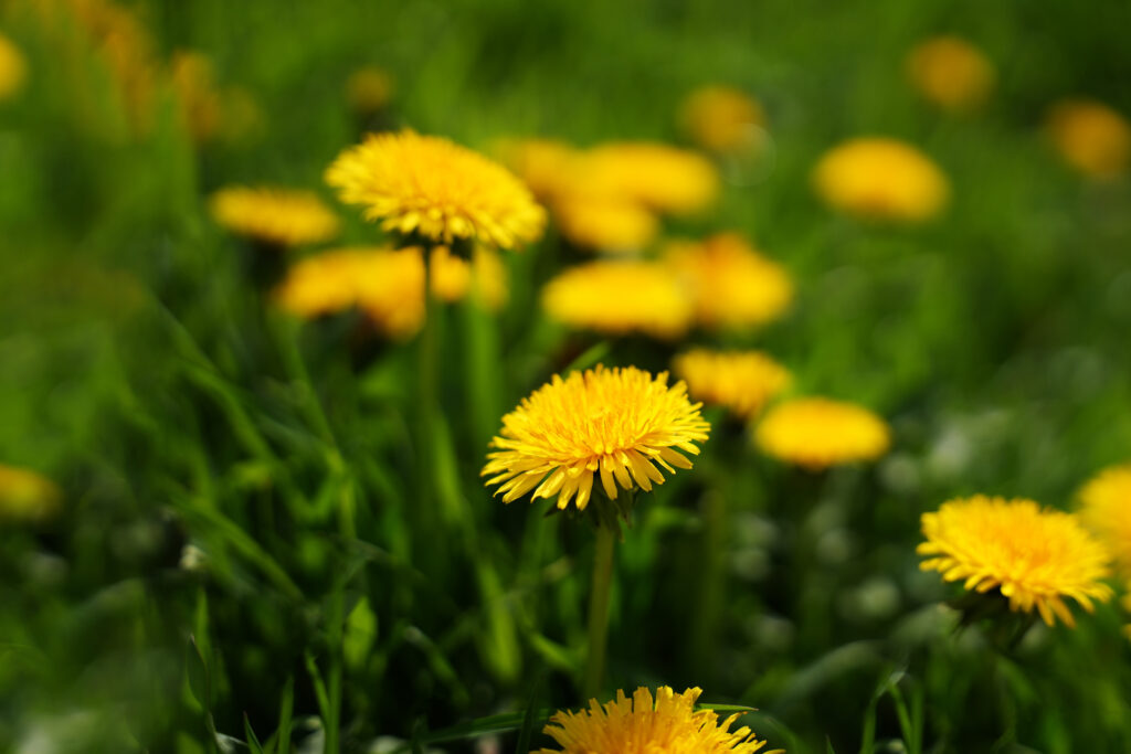 The surprising ways dandelions are good for us  — and our gardens